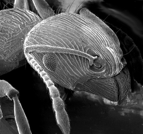 Bir karıncanın taramalı elektron mikroskobu altındaki görüntüsü. Kaynak: courtesy of the U.S. Geological Survey